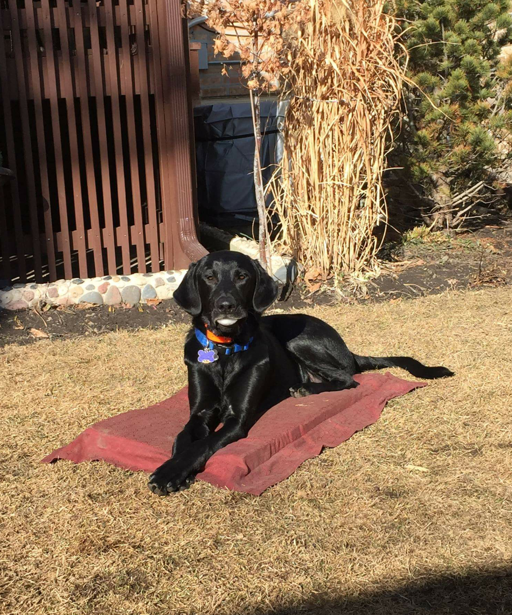 Labrador Retriever