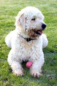labradoodle and ball