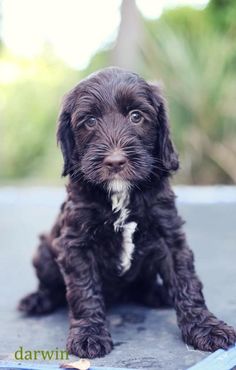 do all labradoodles have curly hair