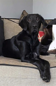 Labrador Retriever on couch