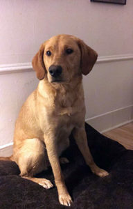 Labrador Retriever on dog bed