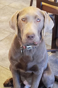 Silver lab puppy with hotsell blue eyes