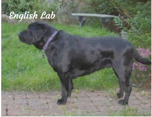 englab eng_lab