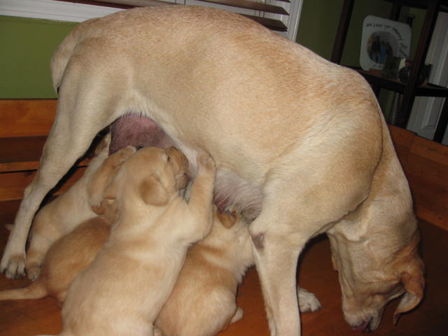 Sascha with her newborn pups