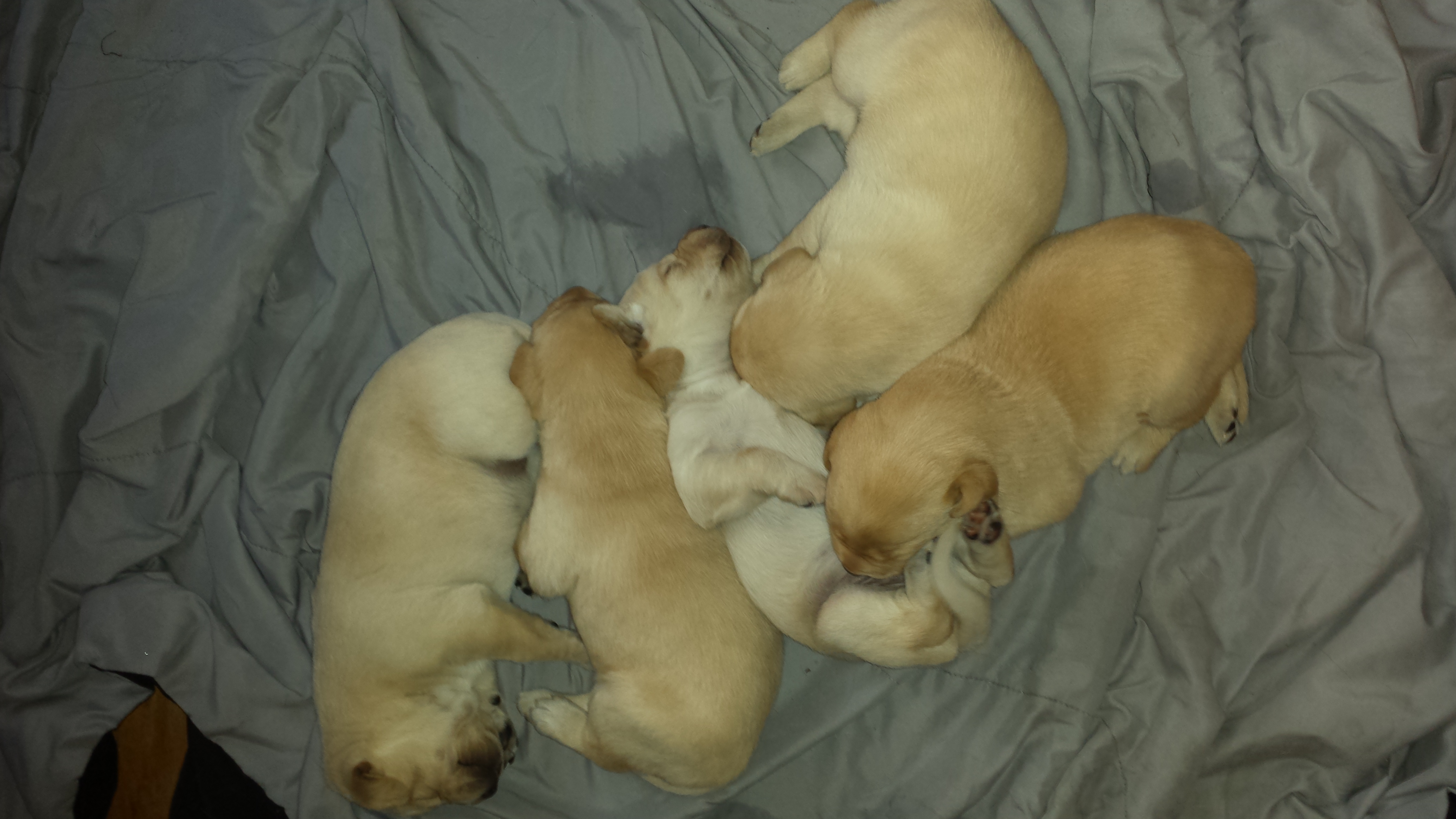 A newborn litter of labrador pups
