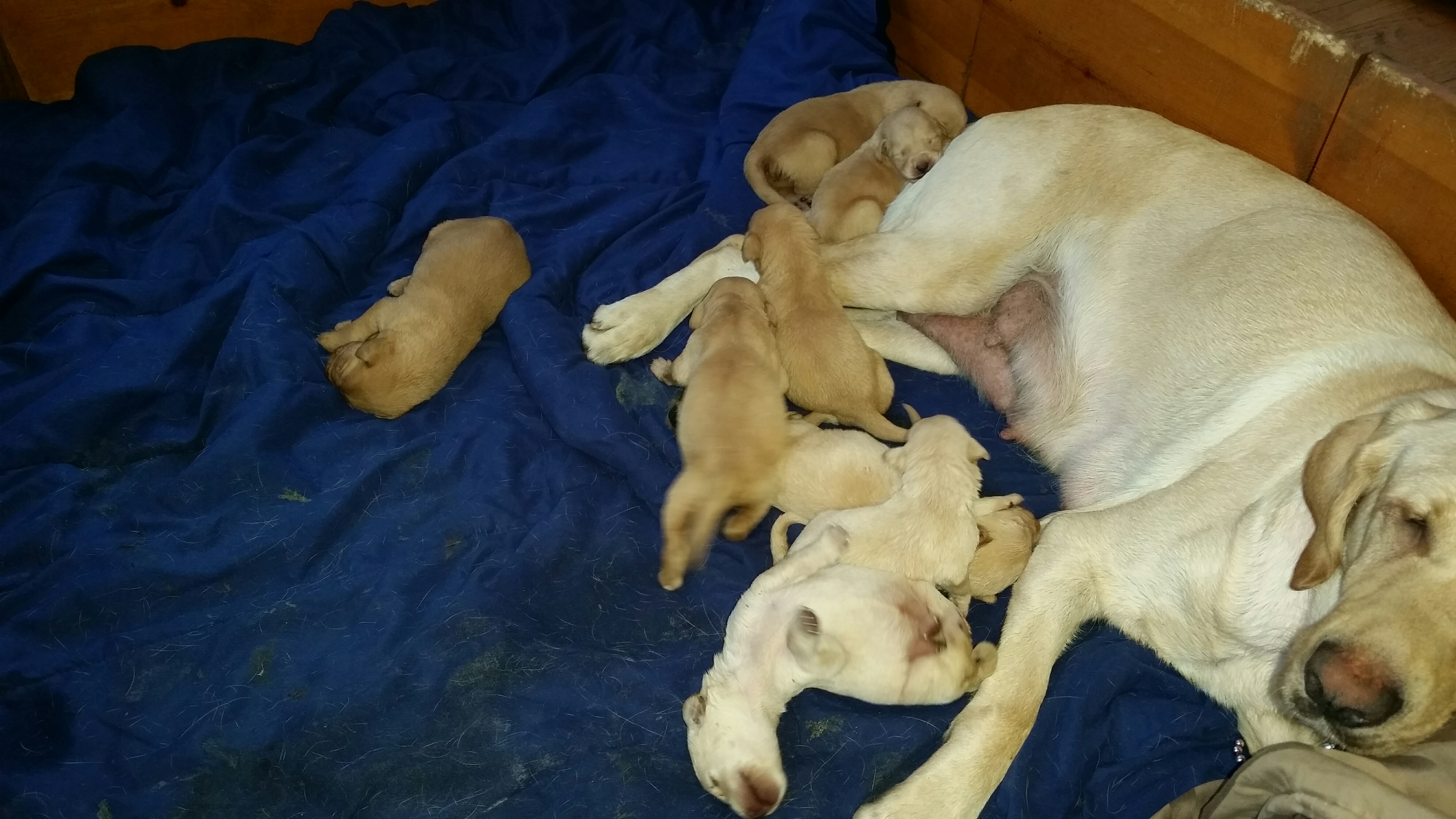 Sascha with her newborn pups