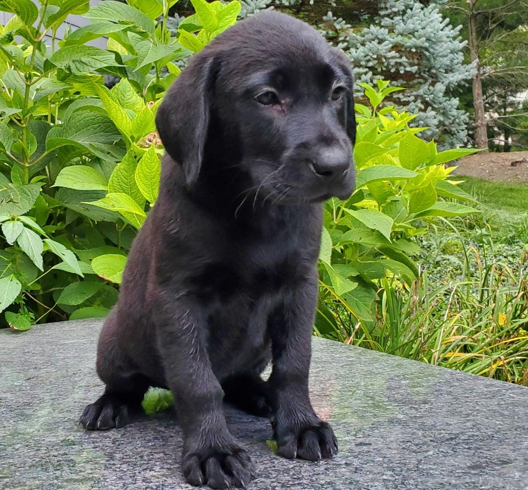 Black Lab Male- Sammy