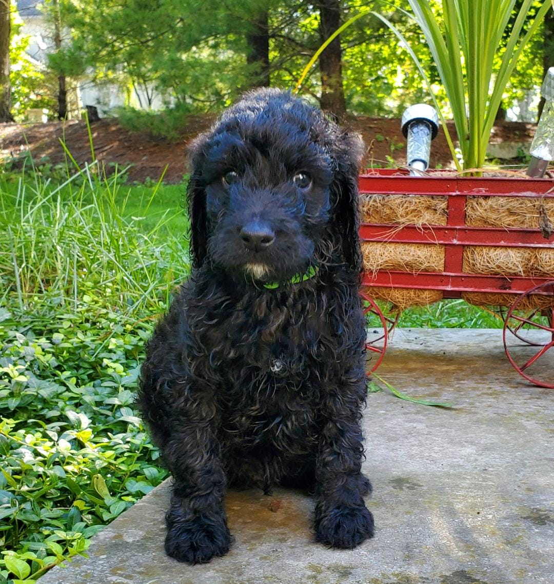 F1B Male Chicago Labrador Retrievers & Labradoodles