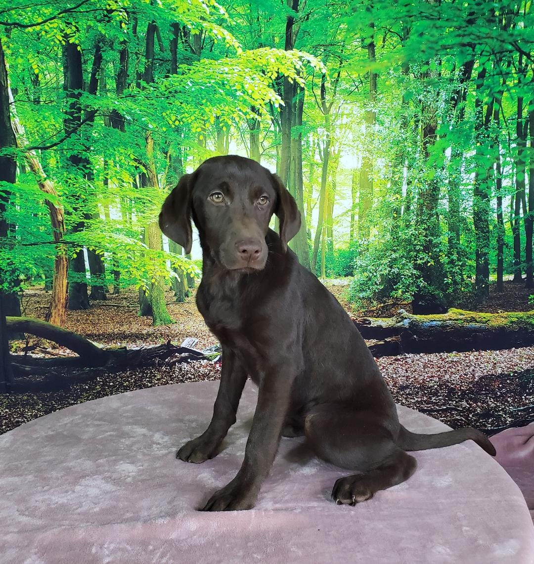 Shelly- Chocolate Lab