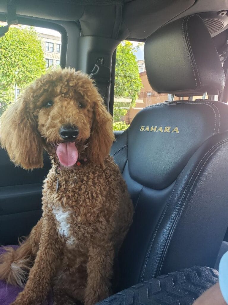 Amy-MultiGen Mini- Female – Labrador & Labradoodle Puppies Chicago
