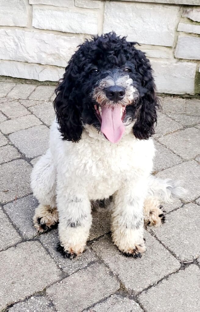 Mini MultiGen Australian Labradoodle - Local Puppy Adoption