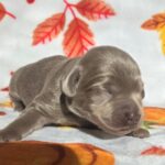 Silver Lab Female