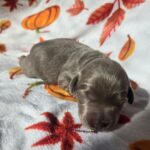 Silver Lab Female