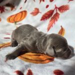 Silver Lab Female