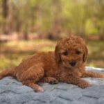 Arlo
