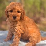 Arlo2