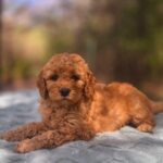 Arlo3