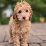 Cody1