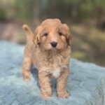 Sammy