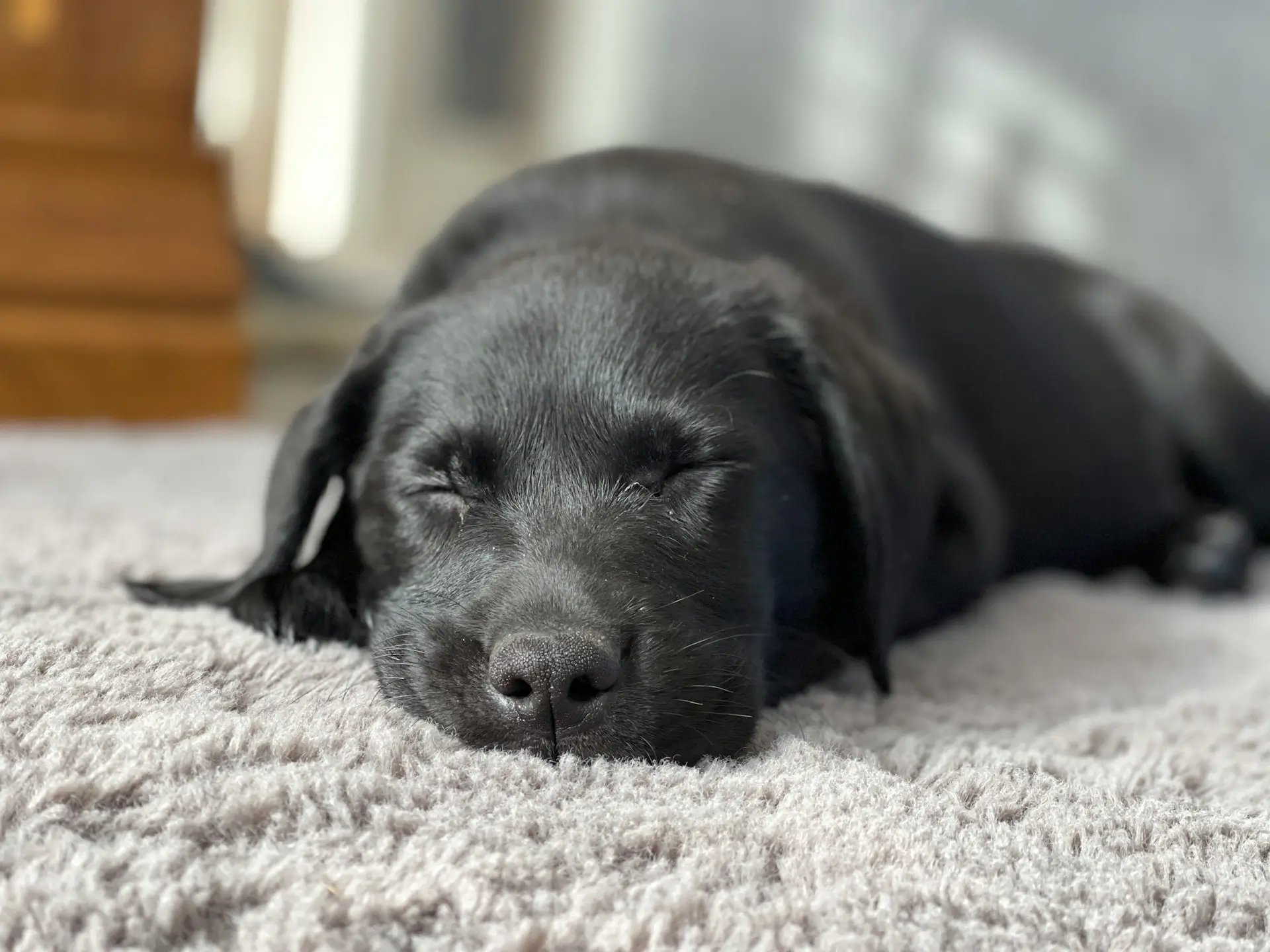 black-lab-3
