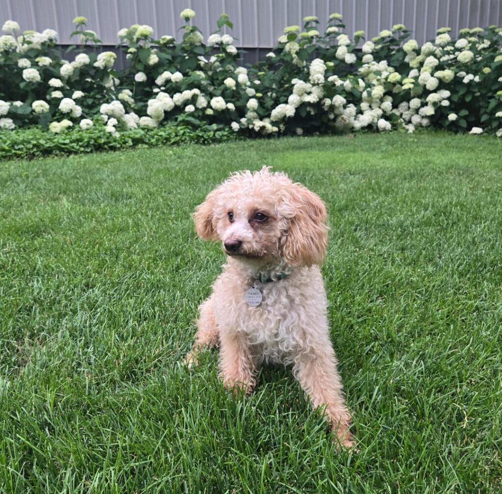 Rico- MultiGen Mini Male – Labrador & Labradoodle Puppies Chicago
