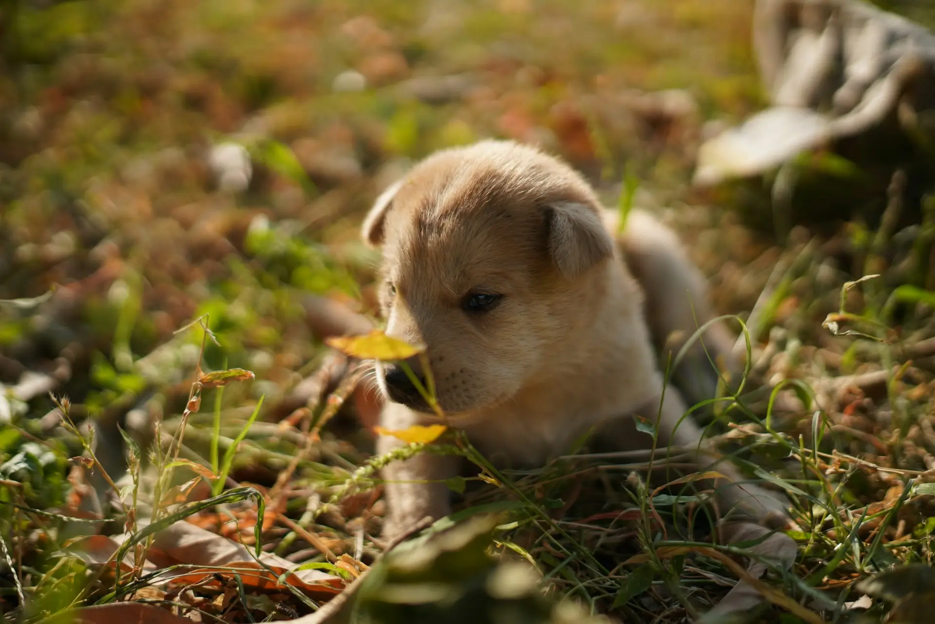 aayush-gop-rawat-oTcrPer1s3g-unsplash