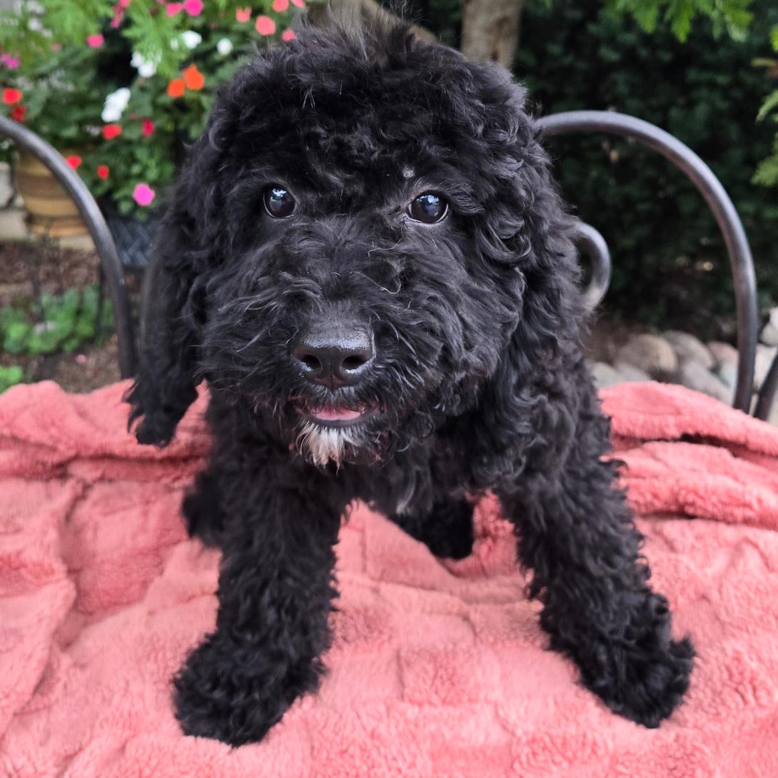 Black curly-coated puppy on a pink blanket outdoors, looking at the camera with wide eyes and a small smile.
