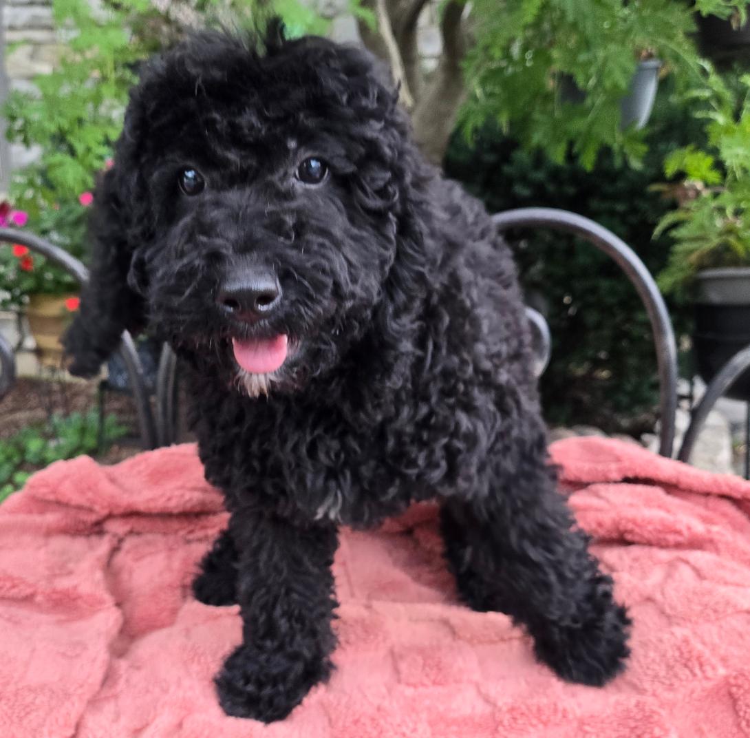 Black curly-haired puppy standing on a pink blanket outdoors, tongue out, looking at the camera.