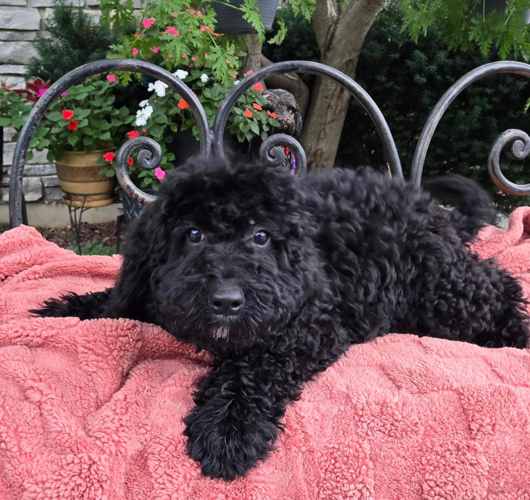 Black curly-coated puppy resting on a pink blanket outdoors with a decorative iron bench and flowering plants in the background.