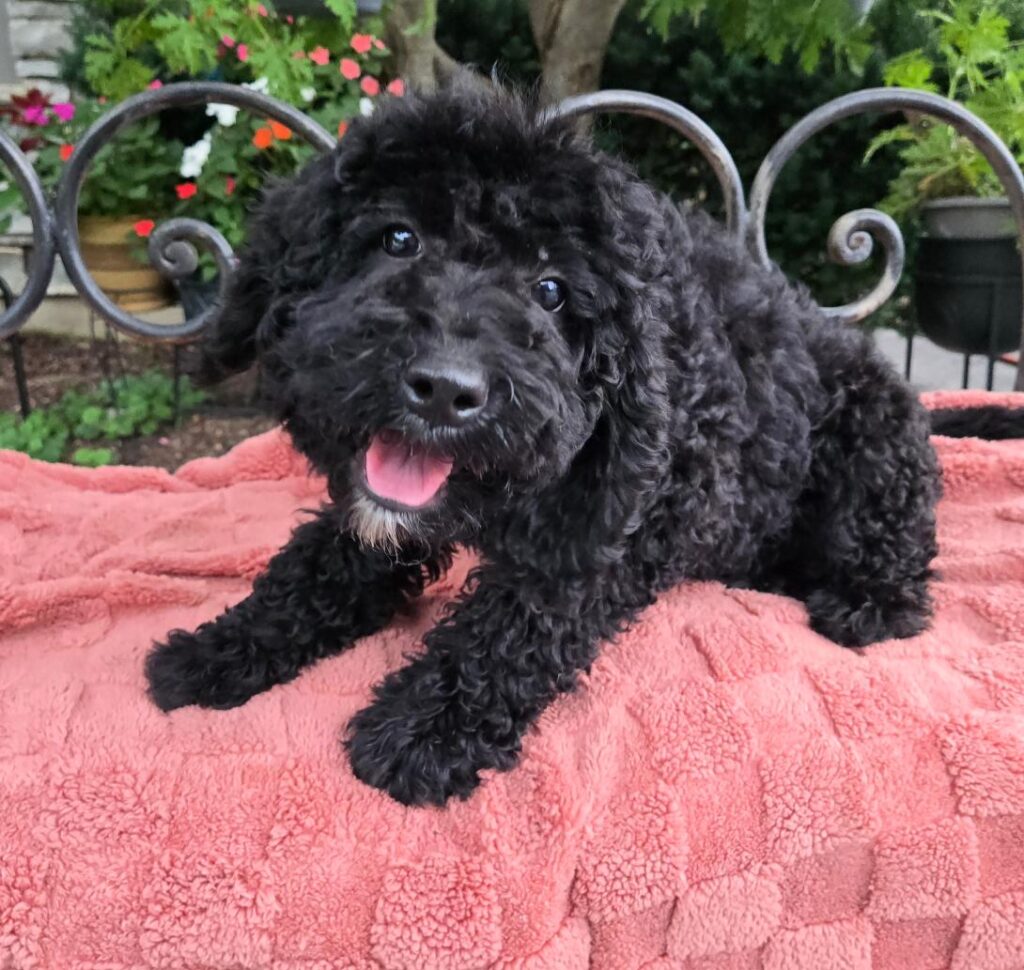 Black fluffy puppy with curly fur on a pink blanket, tongue out, outdoors in a garden.