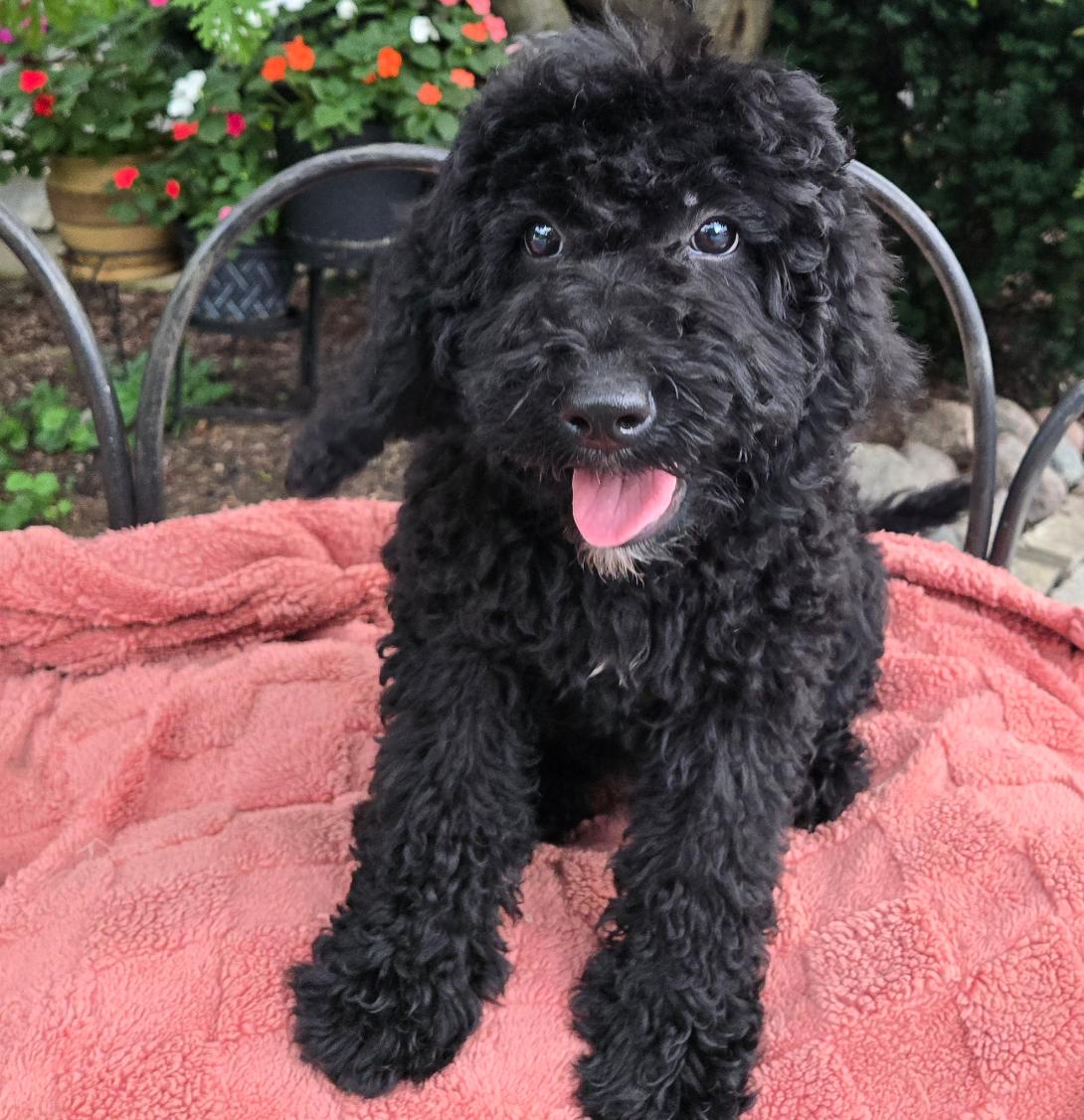 Black curly-coated puppy sits on a pink blanket, tongue out, in a garden setting with flowers in the background.Clamp
