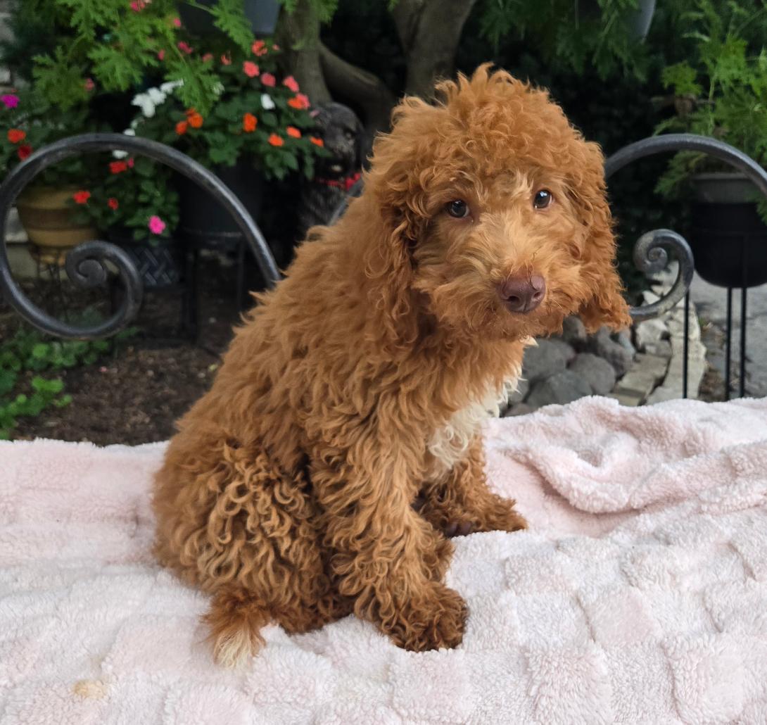 Curly brown puppy sitting on a pale pink blanket outdoors with flowering plants in the background, looking at the camera.