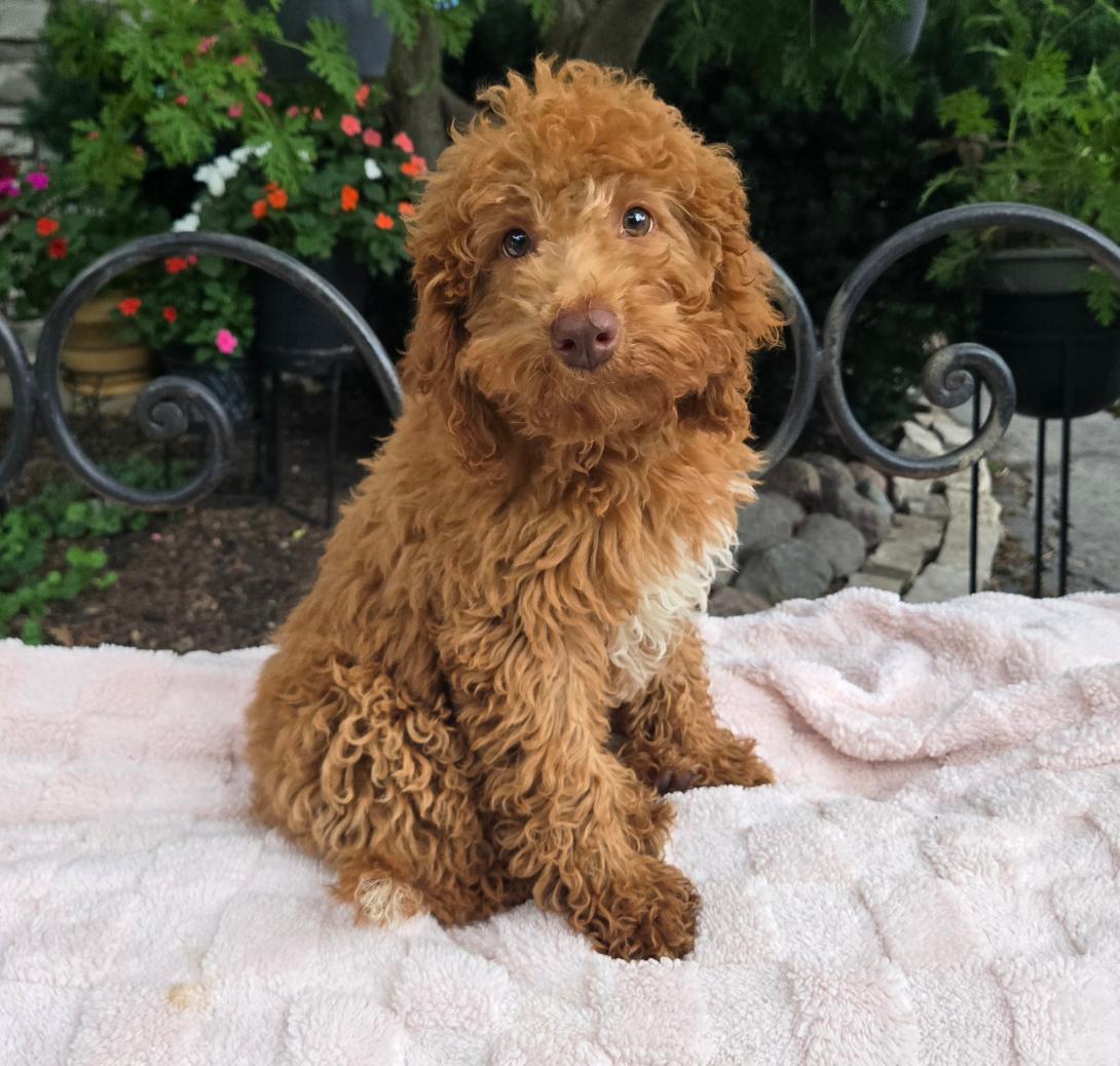 Young curly-coated brown puppy sitting on a pink blanket outdoors with garden plants in the background.