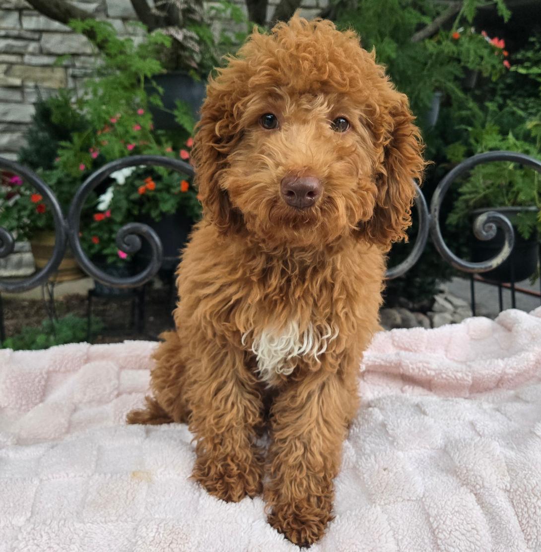 Brown curly-coated puppy sitting on a pale pink blanket outdoors with a garden in the background.