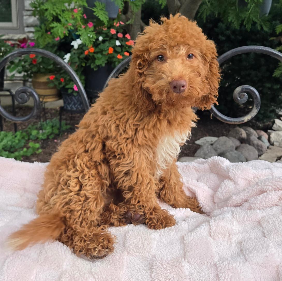Curly brown puppy sitting on a pale pink blanket outdoors with colorful flowers in the background, looking at the camera.
