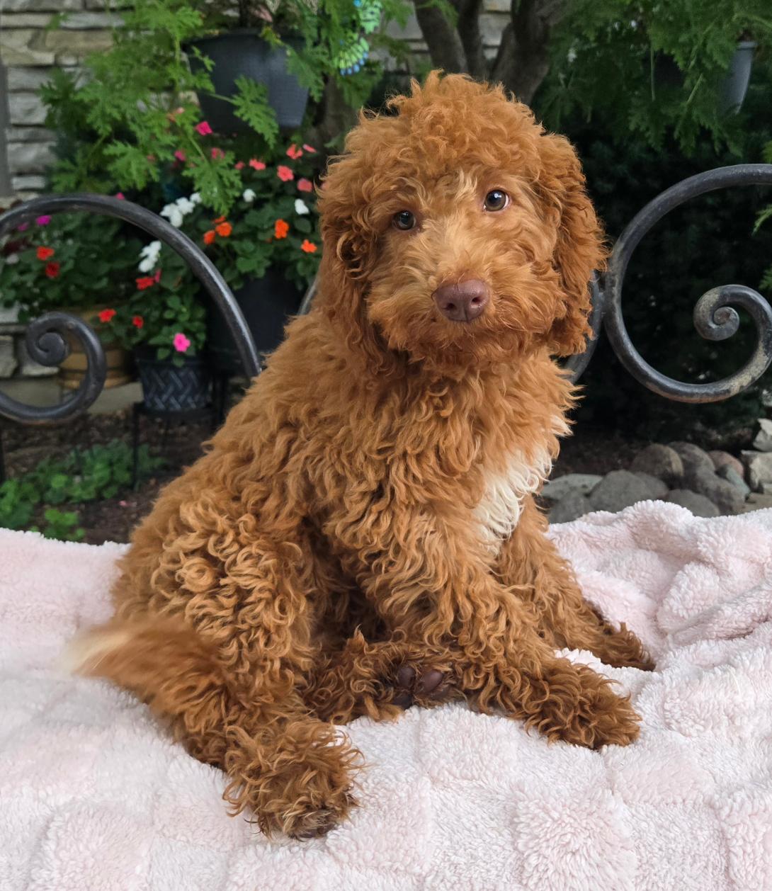 Curly brown doodle puppy sitting on a pale pink blanket outdoors, looking at the camera.