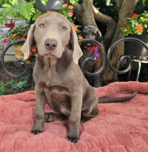 Curious gray Weimaraner puppy sitting on a pink blanket outdoors, with a darker dog and colorful plants in the background.