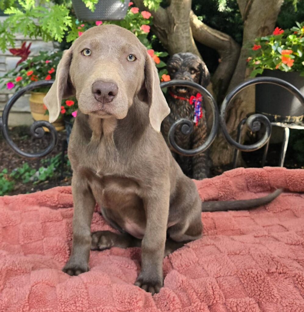 Curious gray Weimaraner puppy sitting on a pink blanket outdoors, with a darker dog and colorful plants in the background.