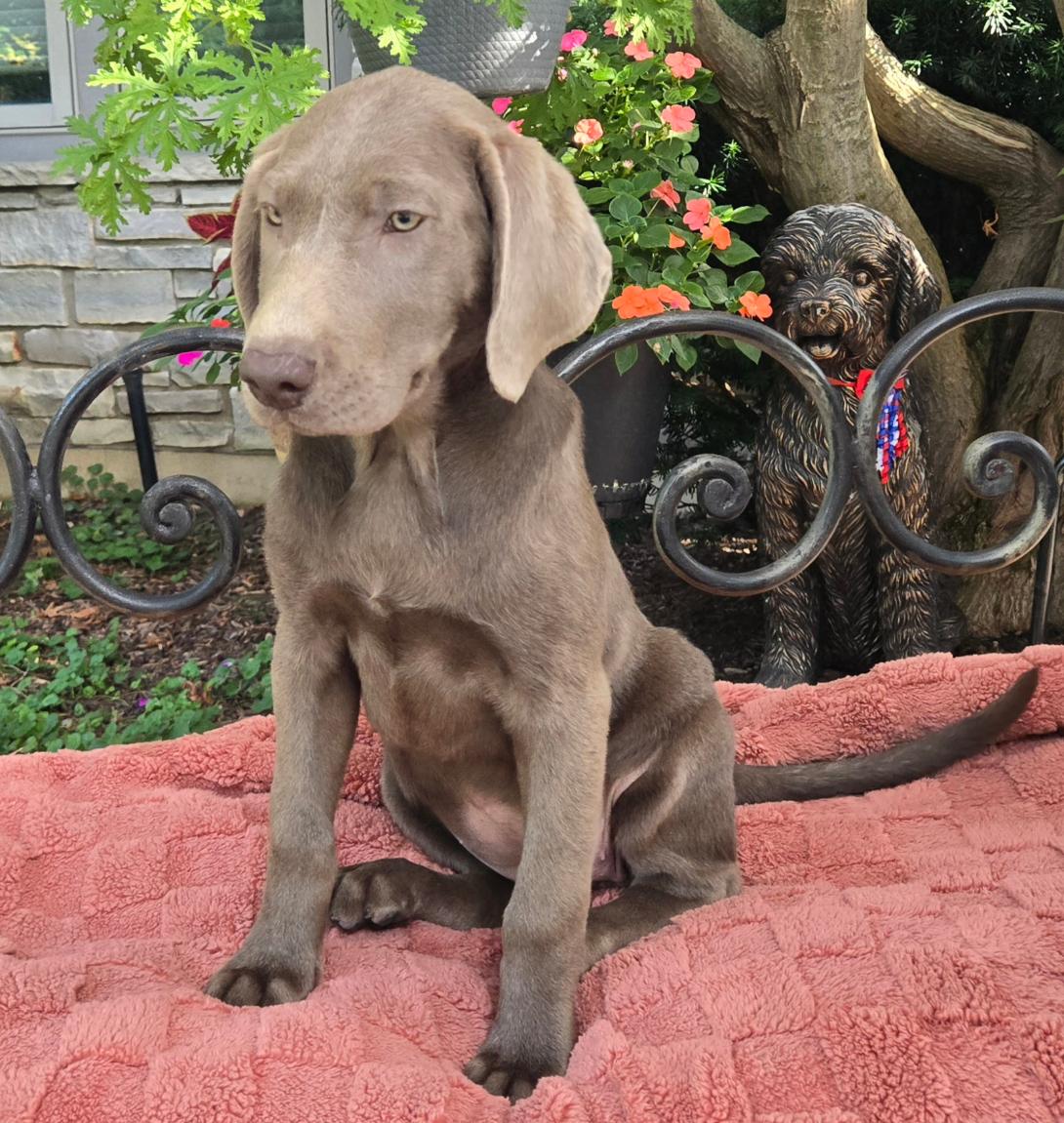 A young brown-gray puppy sits on a pink blanket outdoors, with a decorative dog statue and colorful flowers in the background.