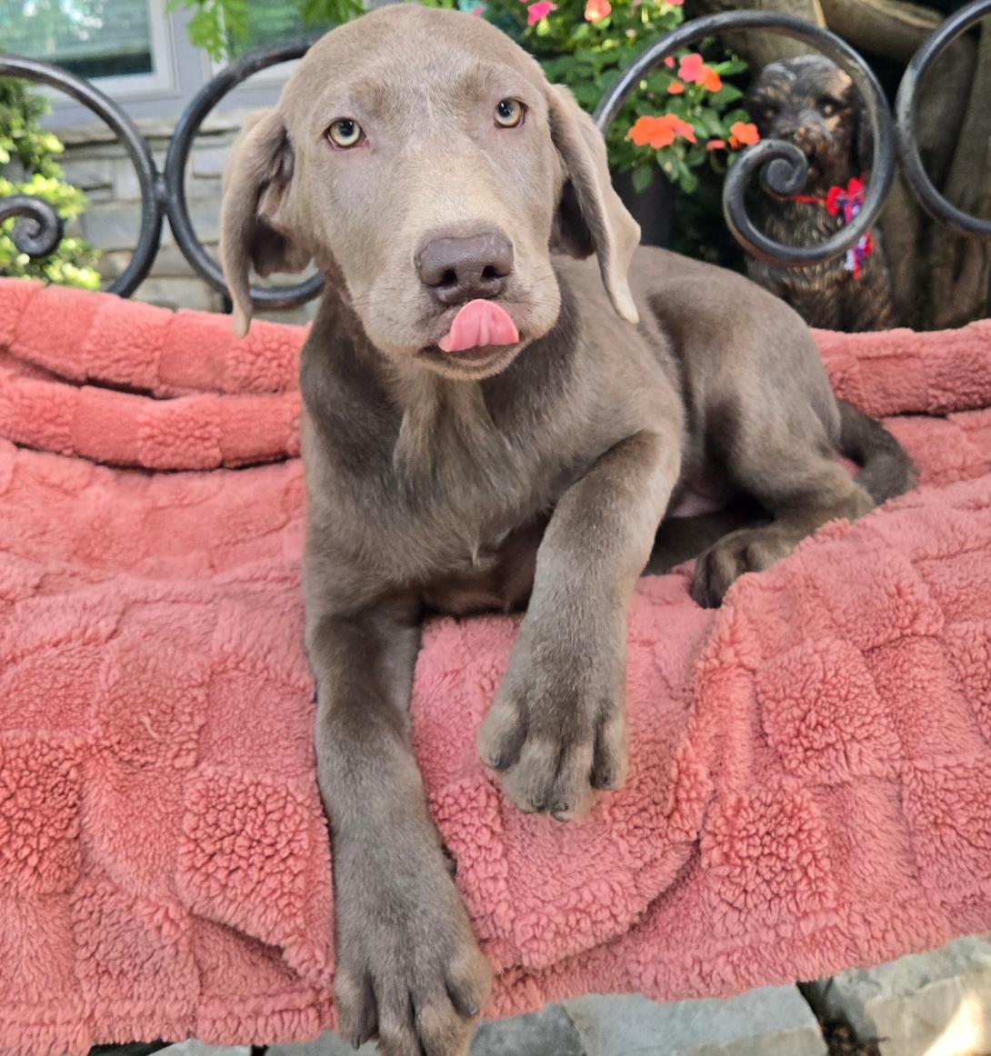 Brown puppy with pink tongue sticking out, lying on a pink plush blanket on a bench in a garden setting.