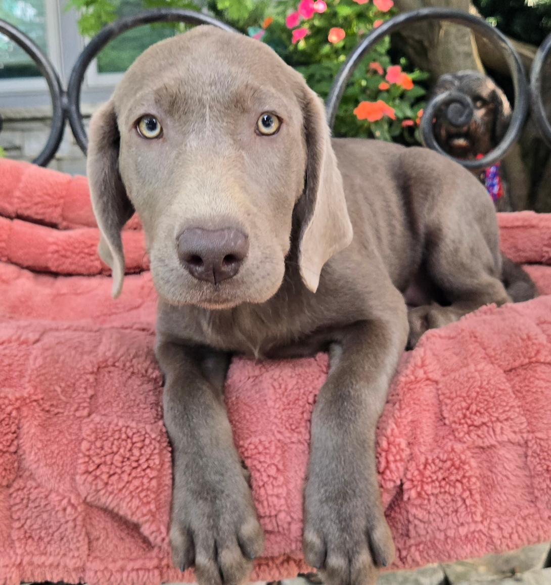 Young chocolate Labrador puppy lounging on a pink fleece blanket with flowers in the background.