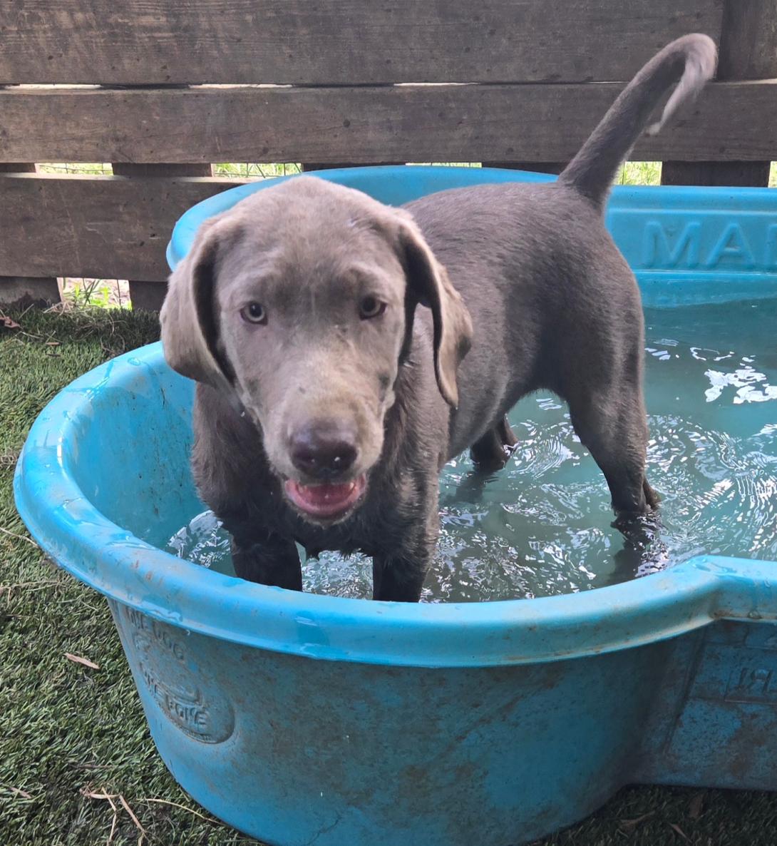 Young gray Labrador Retriever standing in a blue plastic kiddie pool outdoors, looking at the camera with a wagging tail behind a wooden fence.