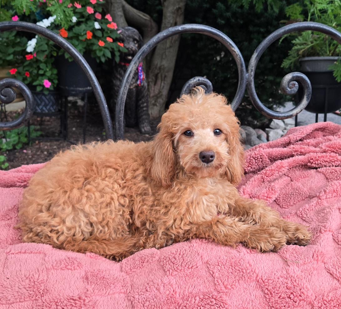 Gold-colored curly-coated puppy lounging on a pink blanket spread over a metal garden bench outdoors.