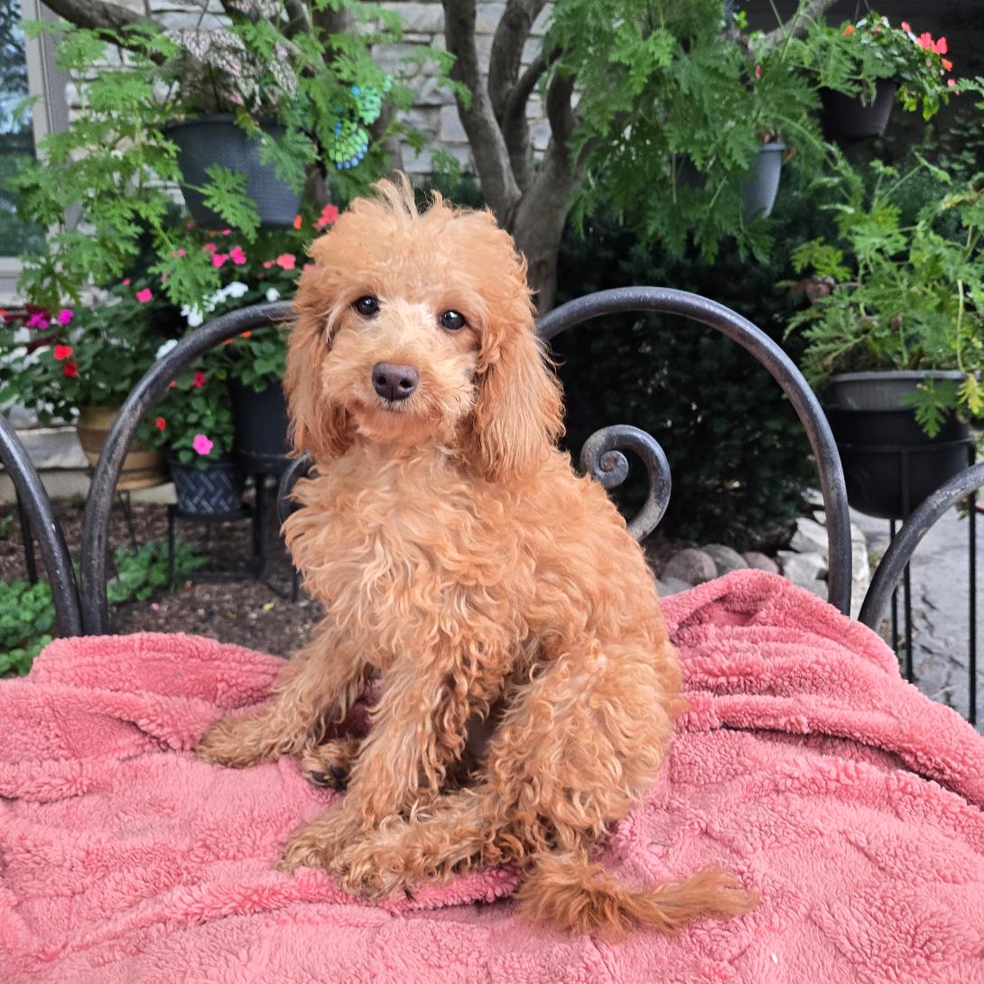 Young apricot poodle puppy sitting on a pink blanket outdoors with plants in the background.