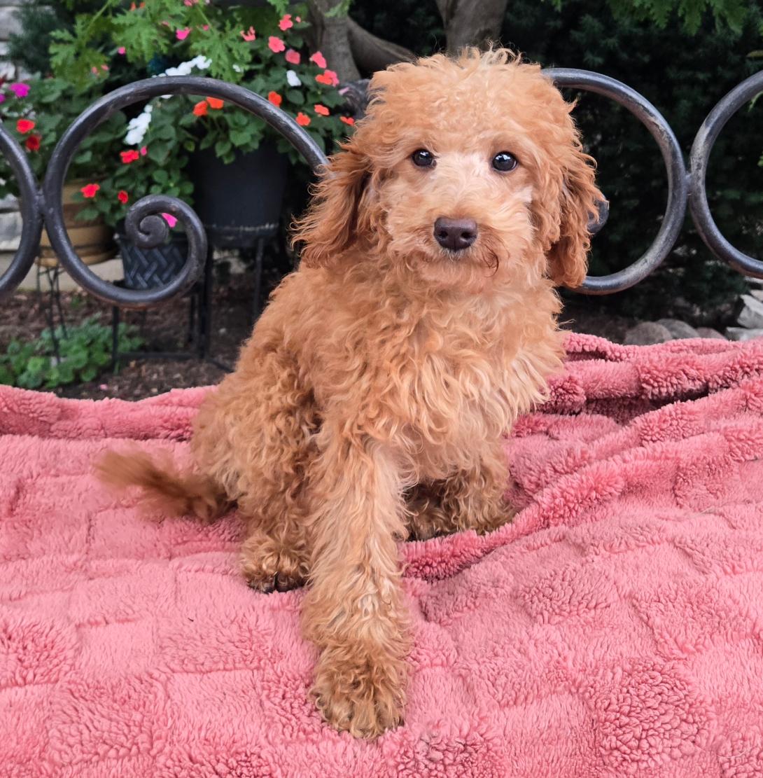 Young curly brown puppy perched on a pink blanket outdoors with flowers and a decorative metal fence in the background.