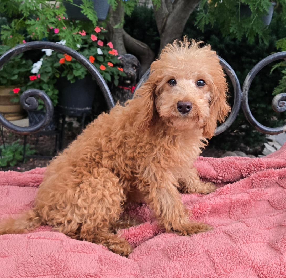 Curly brown poodle puppy sitting on a pink blanket in a garden setting.