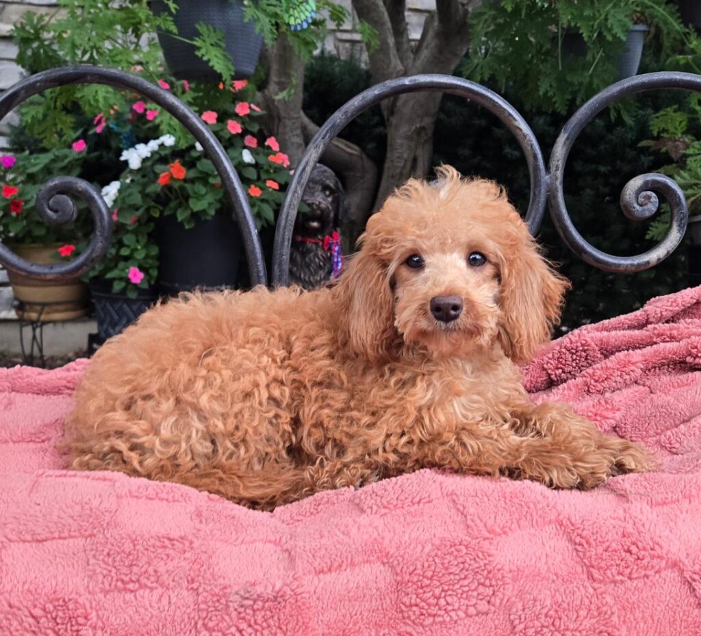 Fluffy apricot poodle puppy lounging on a pink blanket outdoors with a black wrought-iron fence and colorful flowers in the background.
