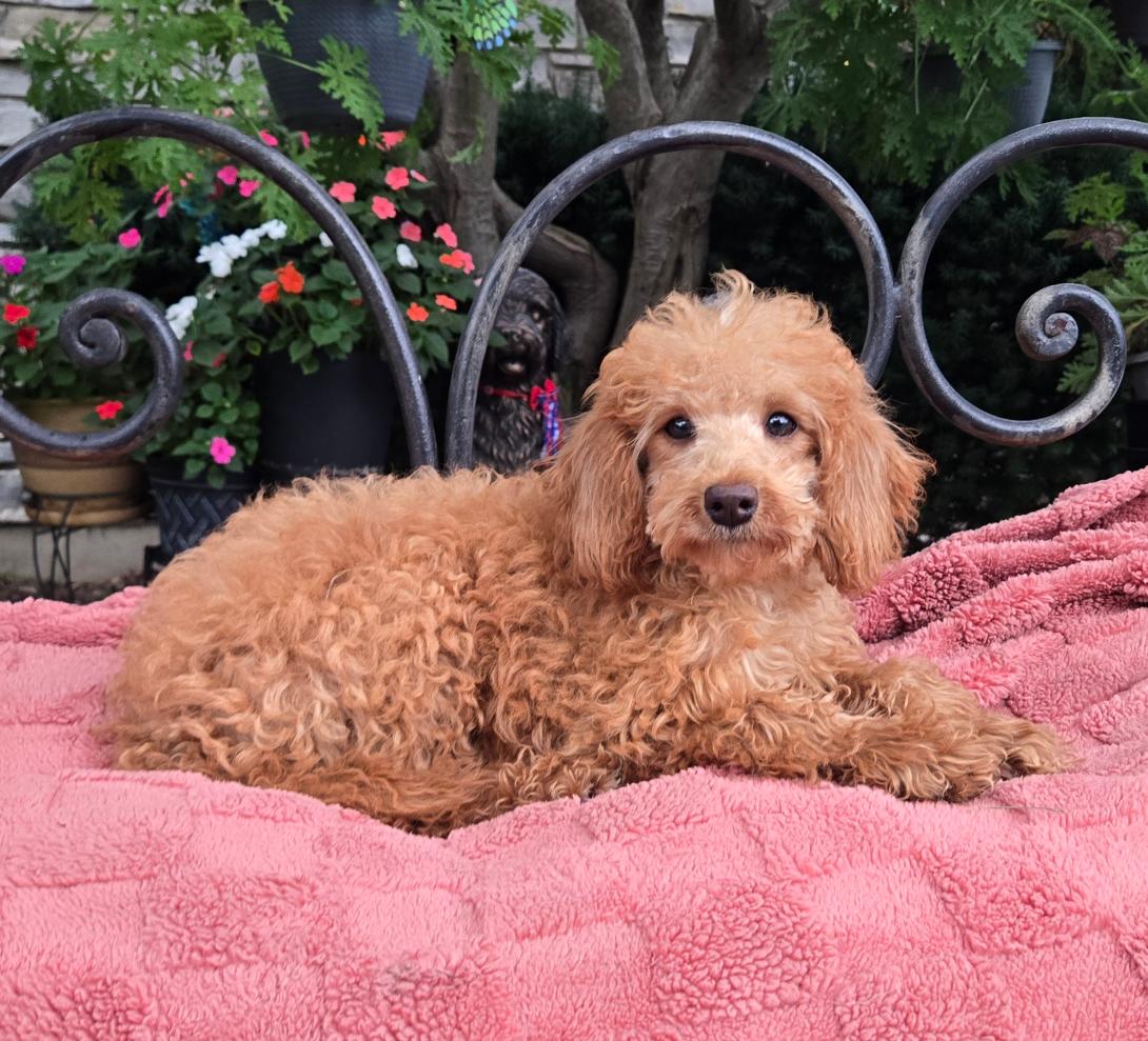 Fluffy apricot poodle puppy lounging on a pink blanket outdoors with a black wrought-iron fence and colorful flowers in the background.