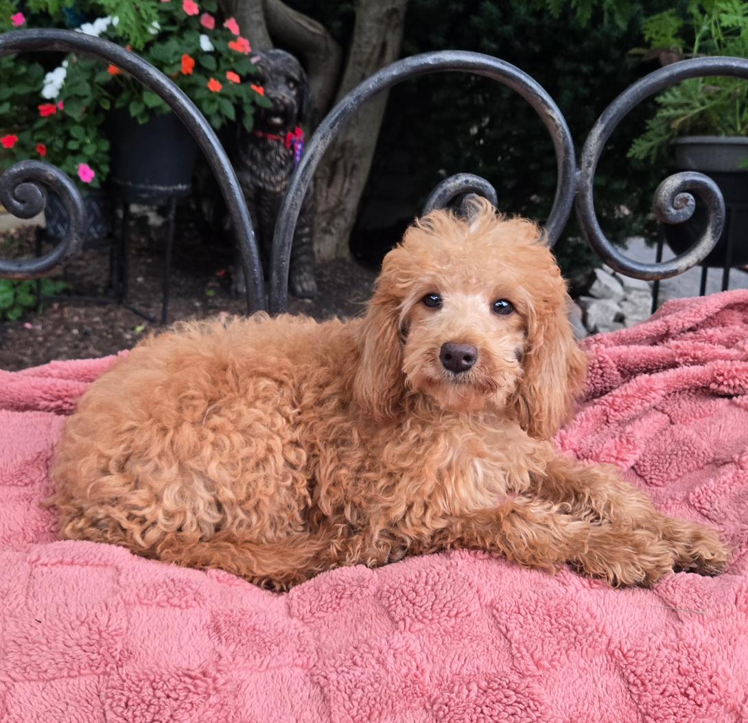 Apricot-colored fluffy dog lounging on a pink blanket outdoors, with decorative iron railing in the background. It looks at the camera with a calm expression.