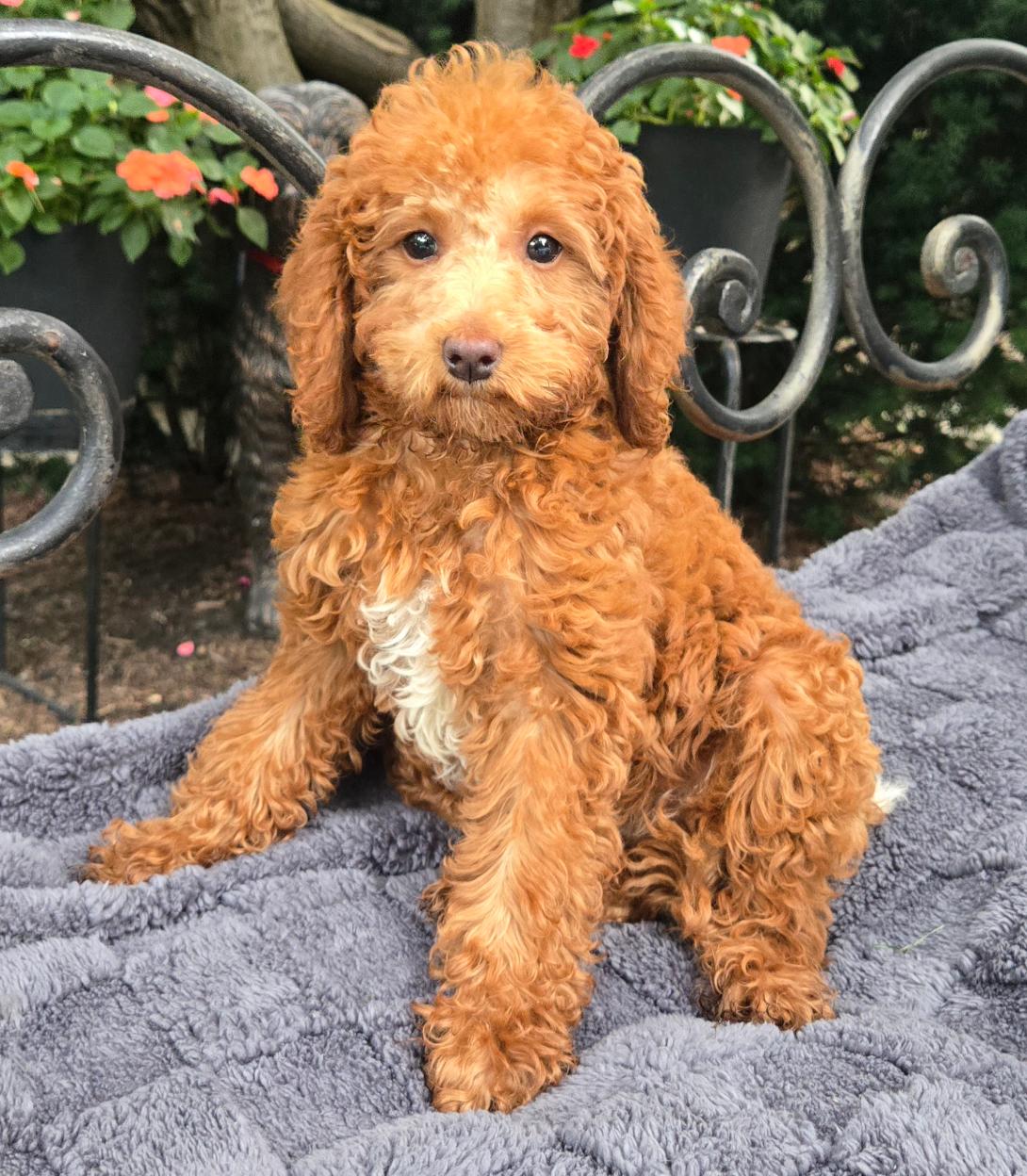 Young curly-coated brown puppy sitting on a gray blanket outdoors with a decorative metal fence and flowers in the background.
